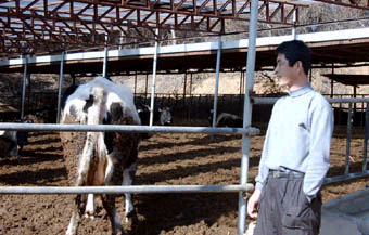 ▲ 대호지면 장정리 최규범씨가 애타는 마음으로 젖소들을 지켜보고 있다.