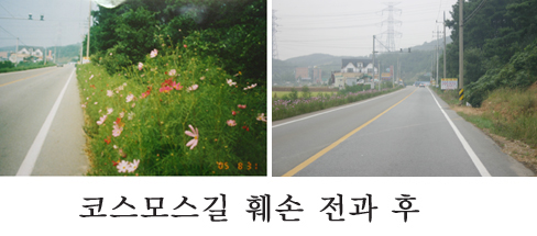 ▲ 주민들이 심은 코스모스꽃길의 모습과 관리기관에서 제거한 뒤의 모습. 통보조차 없이 이뤄져 주민들의 원성을 사고 있다.