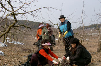 ▲ 순성농협 농가주부모임 회원들이 나뭇가지를 줍고 있다.