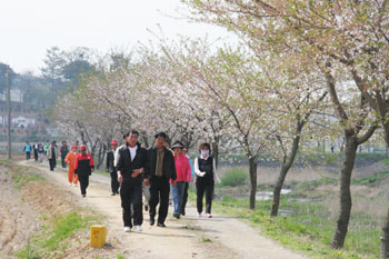 ▲ 순성매화축제에서 참석자들이 벚꽃길을 걷고 있다.