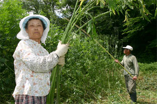 ▲ 고대면 대촌1리 이복환(74)·김예분(74) 부부가 막바지 청삼을 수확하고 있다.