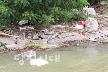 ▲ 삽교천 내수면으로 떠내려온 쓰레기들.