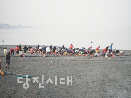▲ 삽교호 조개구이 축제에 참가한 관광객들이 바지락을 캐고 있다.