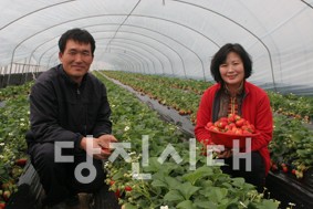 ▲ 오광환, 윤희자 부부가 갖 수확한 딸기를 한아름 안고 있다.