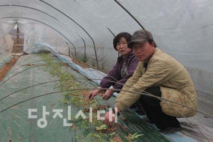 ▲ 김기돈 씨 부부가 수박 모종을 돌보고 있다.