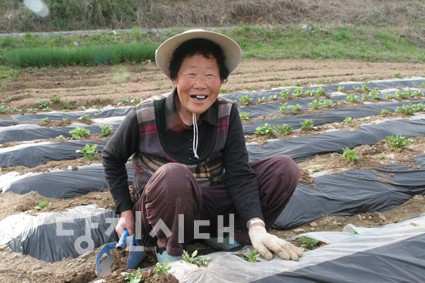 ▲ 감자밭에서 일하고 있는 장연희(대호지 마중리)할머니.
