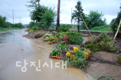 대호지면 송전리 일대 마룡천이 범람해 길가에 심어놓은 꽃과 나무가 토사에 밀려 훼손됐다.