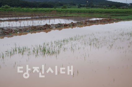 송산면 명산리 서원천이 범람해 인근 논이 침수됐다.
