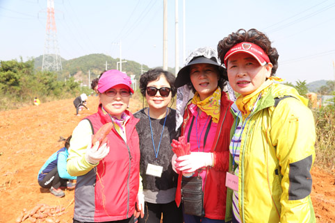 ▲ 영등포농협이 당진포2리를 찾아 고구마 수확 및 농산물 직거래에 참여했다.