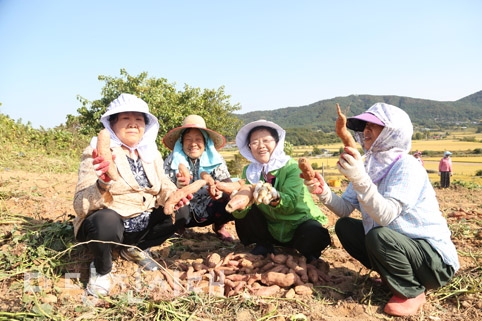 ▲ 당진성당 신자들이 새성전 건립 기금 모금과 공동체 일치를 위해 지난 8일 고구마·감자 수확에 나섰다.