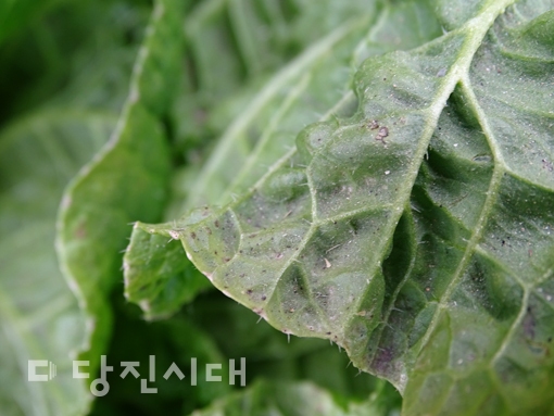 ▲ 가곡1리에서 수확한 배추에 쇳가루로 추정되는 검은 분진이 잔뜩 내려 앉아 있다.