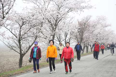 ▲ 제14회 소들평야 해나루 벚꽃길 걷기대회가 지난 10일 우강면 내경리·대포리·소반리 일원에서 개최됐다.