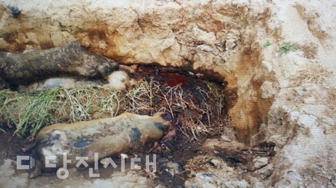 ▲ 축분을 제때 치우지 않아 위생적이지 않은 상태에서 돼지들이 사육되고 있다.