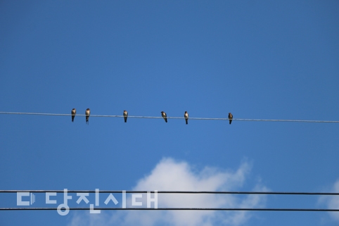 ▲ 대덕동 전깃줄에 줄지어 앉아있는 제비들