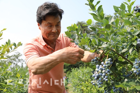 ▲ 순성면 성북리 ‘자연 그대로 블루베리’ 농장의 김성욱 대표가 블루베리를 수확하고 있다.