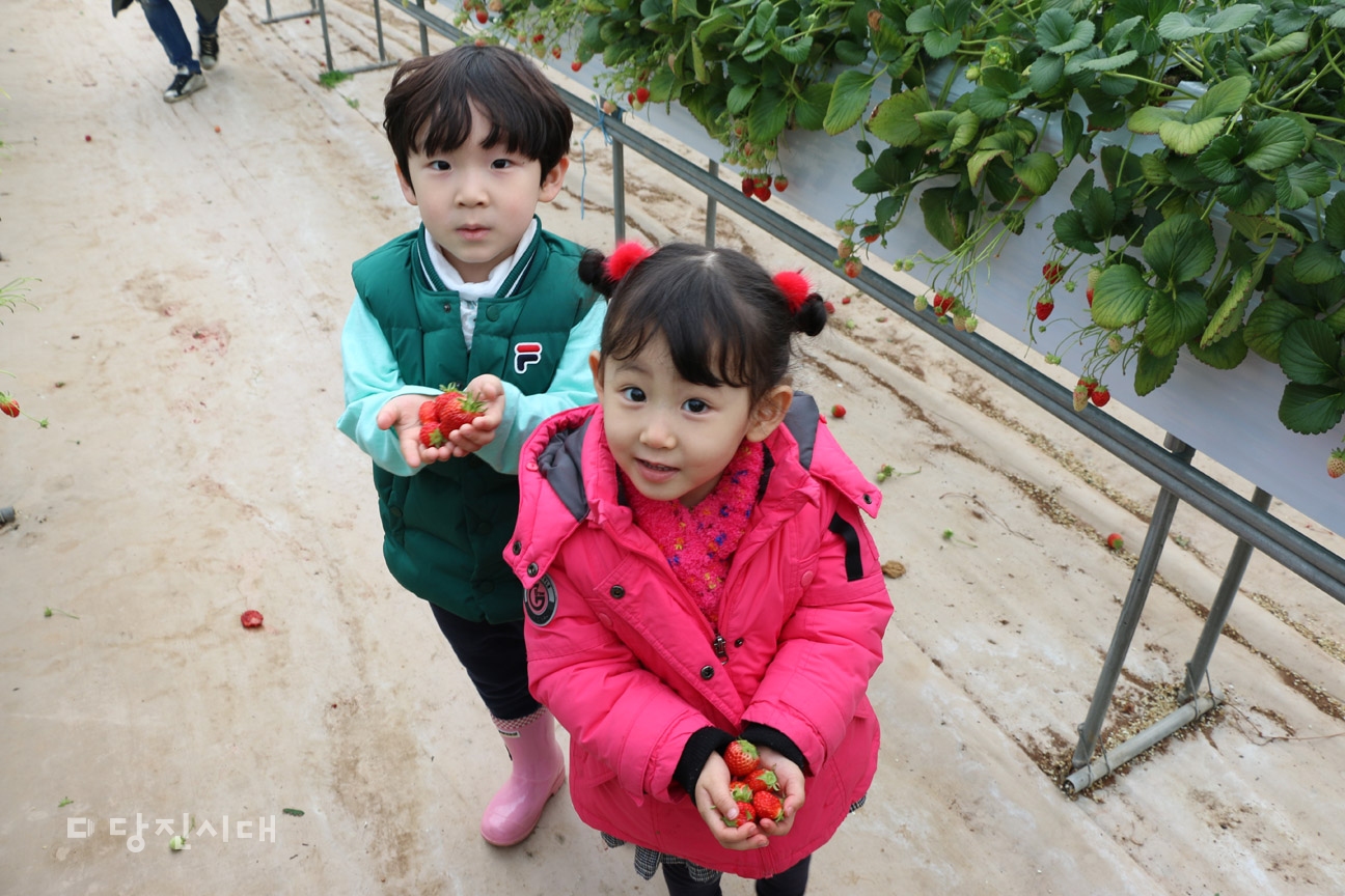 ▲ 당진딸기영농조합법인이 제1회 당진딸기축제를 지난달 23일 순성면 아찬리 딸기 농가 일원에서 개최했다.