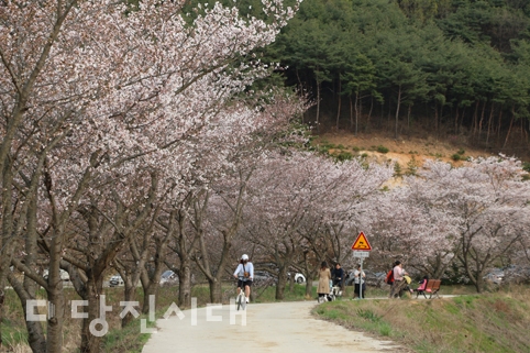 14회 순성매화 벚꽃축제가 지난 13일부터 14일까지 갈산리 일원 특설무대에서 열렸다.