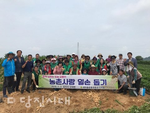 ▲ 지난 3일 서울 영등포구 새마을지도자협의회·부녀회가 고대면 황토권역센터에서 감자 캐기 봉사활동을 진행했다.