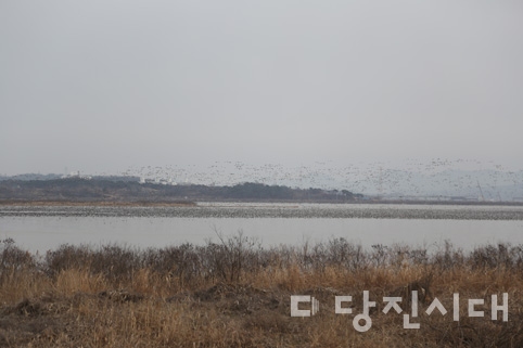 ▲ 겨울철이면 수만 마리의 철새들이 쉬어가는 도래지이기도 한 소들섬