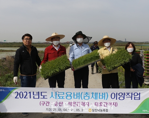▲ 지난 4일 당진낙농축협이 사료용 벼 이앙작업을 진행하고 있다.