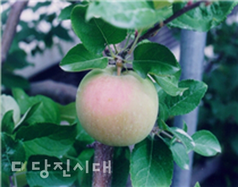 ▲ 일소 후기증상