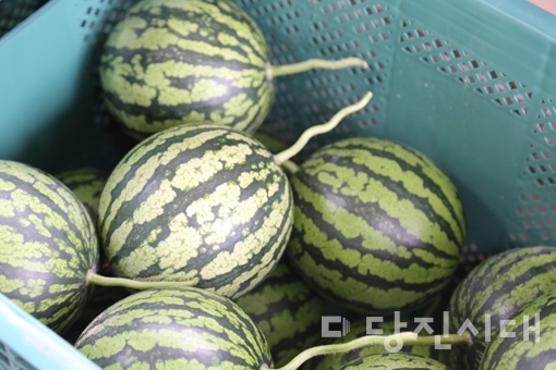 ▲ 합덕읍 석우리에 위치한 애플수박 농가