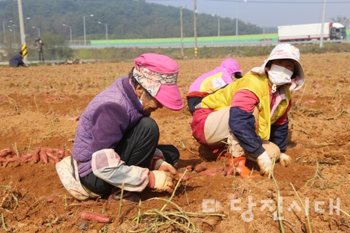 ▲ 석문면 통정리의 한 고구마 농가에서 고구마를 수확하고 있는 모습. 당진의 많은 농가들이 일손 부족에 시달리고 있다. 농촌 현장에서는 농촌인력 부족 문제를 해결하기 위해 지자체의 정책·제도 마련을 요구하는 목소리가 커지고 있다. (위 사진은 기사 내용과 직접적인 관련이 없습니다. /사진=당진시대)