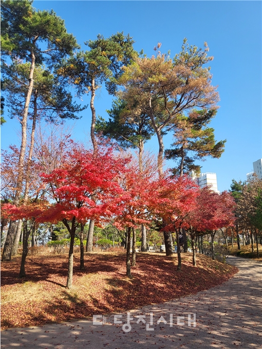 ▲ 재선충병이 발생한 수청동 863-5에 있는 소나무