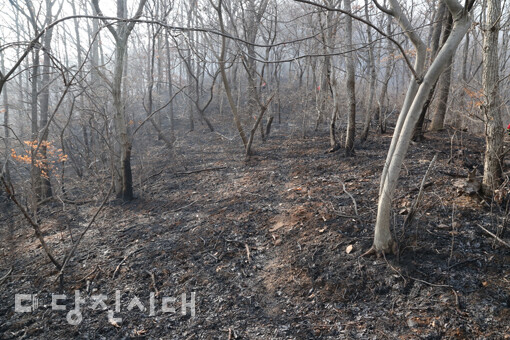 지난 7일 면천면 율사리 야산에서 발생한 산불로 산림 약 7ha가 3시간 만에 까만 잿더미로 변했다.