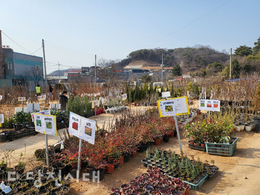 당진시산림조합이 나무전시판매장을 개장, 4월 8일까지 운영한다.
