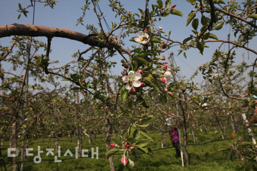 사과꽃 (사진=당진시농업기술센터)