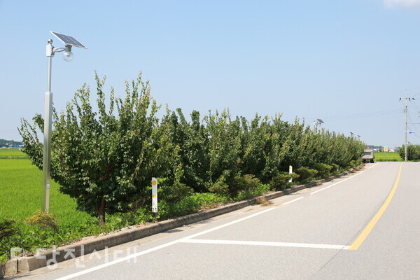 지난해 8월 신송1리 취재 당시에 찍은 도로변. 매실나무가 풍성하게 자라 있다.