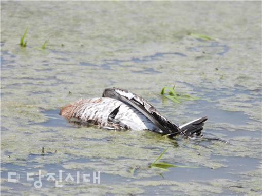 송전선로 아래 농경지에 죽어있는 흑꼬리도요