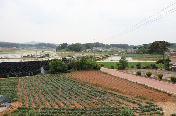 봉교리 마을회관 옥상에서 바라본 마을 풍경