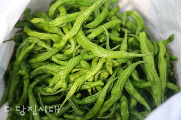 이승열·유용자 부부가 생산한 꽈리고추