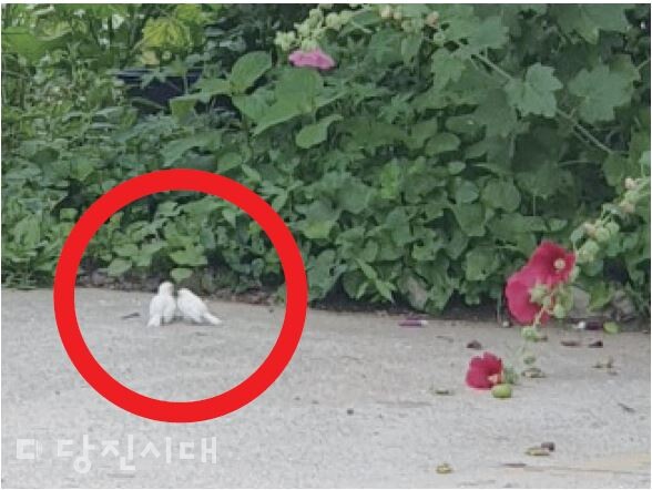 들마루 김근임 대표가 촬영한 흰 참새 2마리.