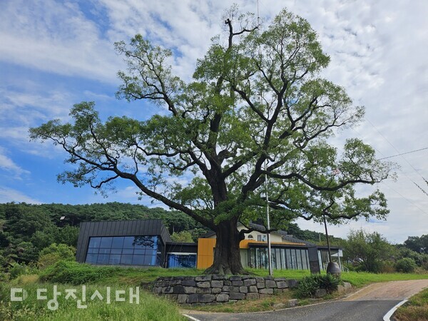 천연기념물로 지정된 송산면 삼월리 회화나무