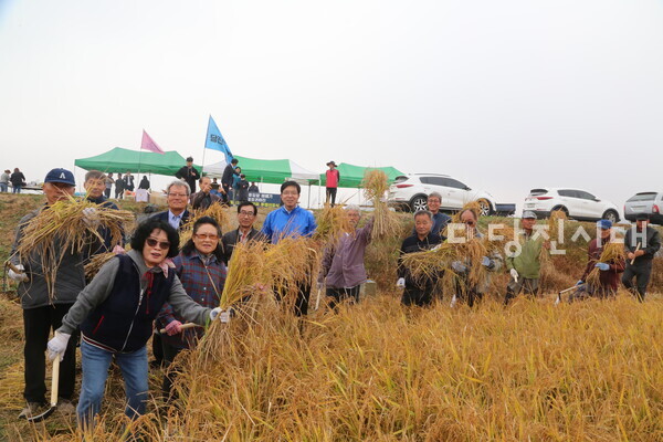 당진시농민회가 지난 10월 31일 통일벼베기 행사를 송산면 당산리 간척지에서 개최했다.