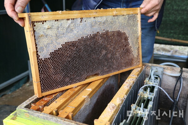 월동을 끝낸 벌들이 들어있어야 할 벌집에는 벌들의 흔적은 온 데 간 데 없고 벌집 안은 텅 비어 있다.