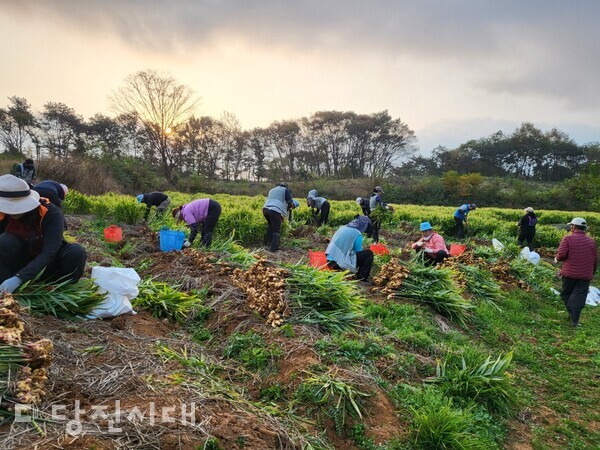 지난해 공공형 계절 근로자들이 1407개 농가의 일손을 도왔다.