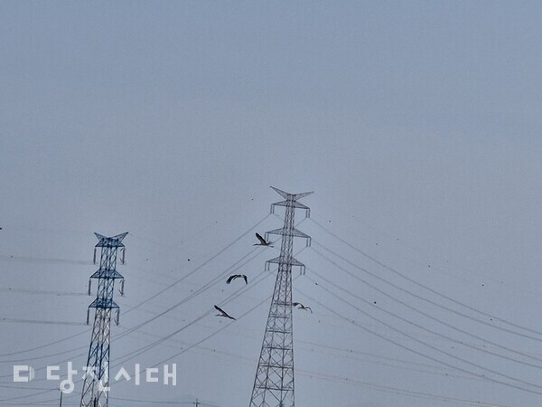 황새 여러 마리가 송전탑 주변에서 비행하고 있다. 황새는 천적을 피해 높은 나무에 둥지를 짓는 습성이 있어서 송전탑에 둥지를 짓기도 해, 안전에 위협이 될 수 있다. (사진= 유이계 대표 제공)