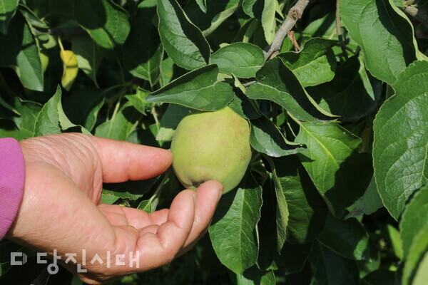 사과 열매가 크기를 키워가는 시점. 최길호 씨가 화상병에 걸리지 않은 사과 열매를 매만지고 있다.