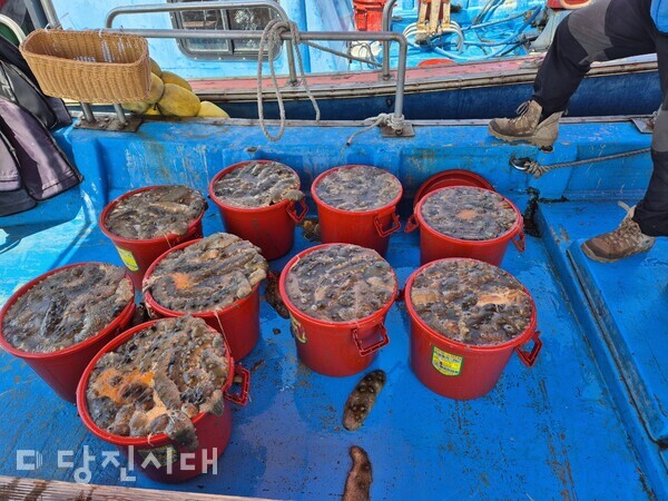 교로리 어촌계가 해삼 양식에 성공하며 올해 첫 해삼 2톤을 생산했다.