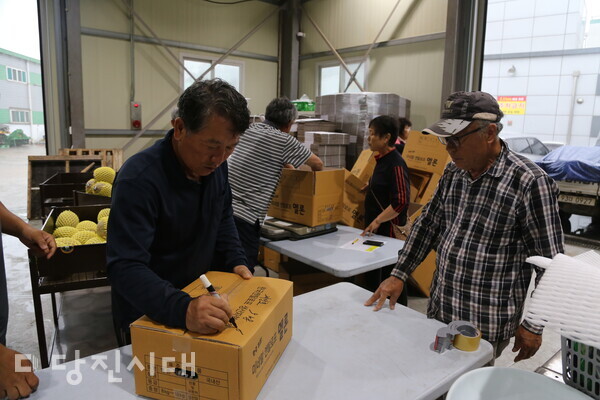 대호지농협 캔탈로프 멜론 공선출하회에서는 칸탈로프 멜론 출하가 한창이다. 지난 2일 농가회원들이 모여 공동작업을 실시했다.