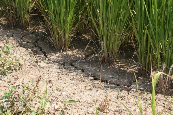 물이 차 있어야 할 논 바닥이 용수 공급이 안 돼 맨 땅이 드러나고 땅이 갈라졌다.