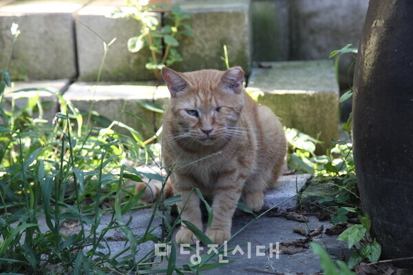 눈 한 쪽이 없이 구조된 고양이