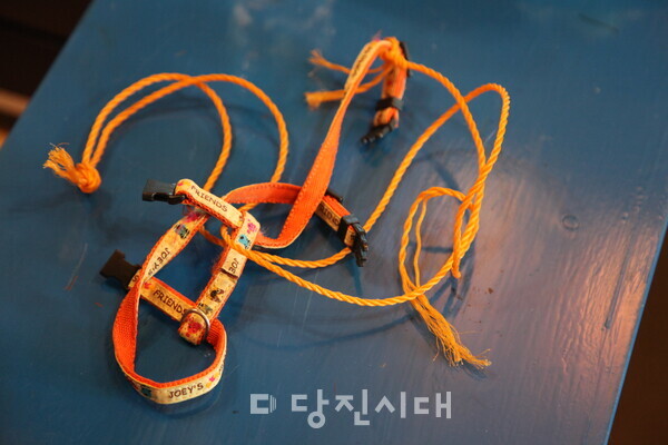 구조 당시 고양이 목에 걸려 있던 목줄, 버려진 고양이가 담겨 있었던 아주 작은 바구니