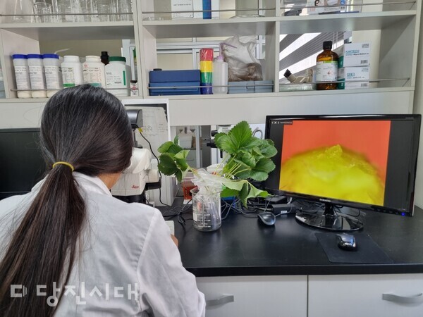 당진시농업기술센터에서 초촉성·촉성재배 딸기묘 화아분화를 검사하고 있는 모습