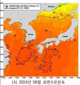 2024년 8월 NOAA위성에서 관측한 한반도 주변해역 표면수온 온도가 고수온인 것을 알 수 있다. 제공 국립수산과학원