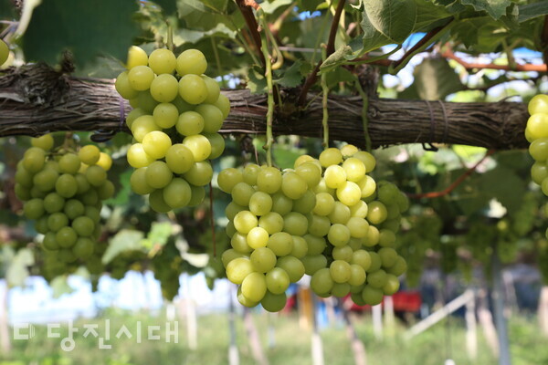 태성농원의 샤인머스켓.